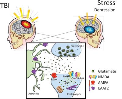 Preclinical Models of Traumatic Brain Injury: Emerging Role of Glutamate in the Pathophysiology of Depression